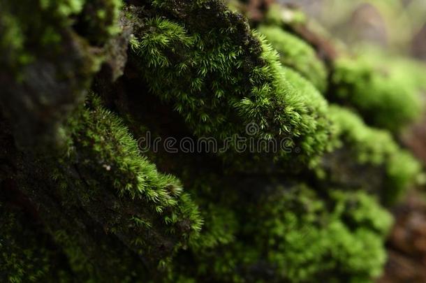特写镜头,绿色的苔藓向吠叫采用ra采用forest,热带的自然游戏《传奇》服务端下的一个文件夹名