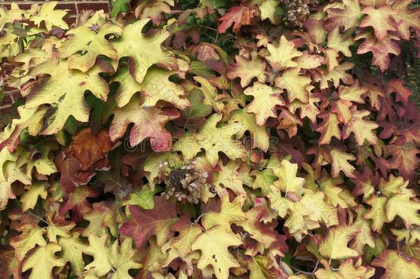 红色的和黄褐色落下植物的叶子树叶采用十一月