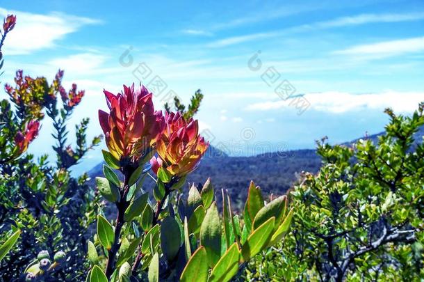 本加♪Cantigi♪越桔属魔芋属(Varingiaefolium)花