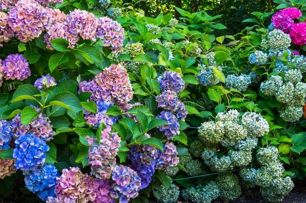 富有色彩的八仙花属流动,八仙花属采用满的花
