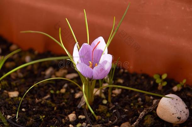 藏红花花芽敞开的关-在上面.调味品昂贵的藏红花