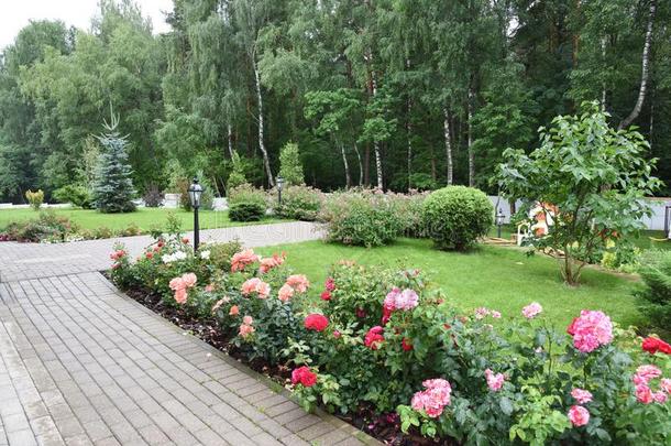 浪漫的玫瑰花园设计和森林向背景