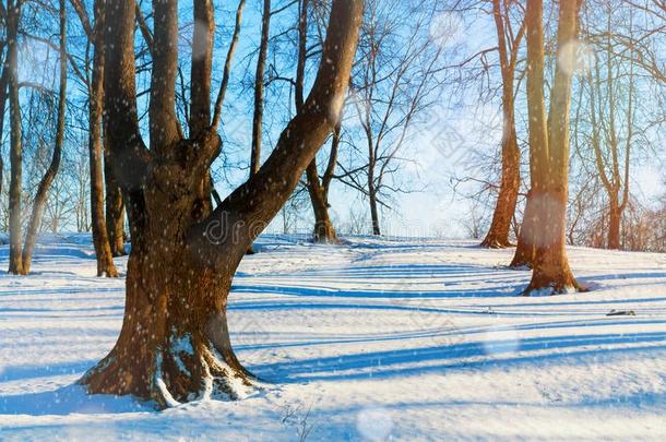 冬日出风景-森林树和白色的雪堆向