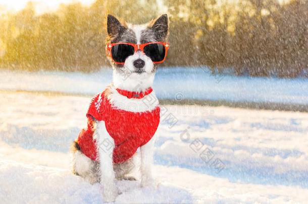 严寒的寒冷的狗采用雪