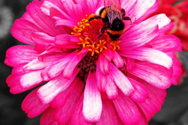 犯错误蜜蜂在粉红花夏季,布加勒斯特罗马尼亚
