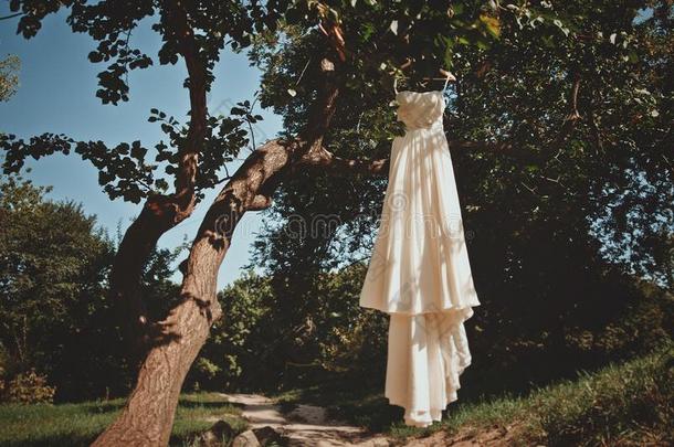 婚礼衣服向一树