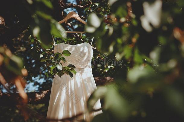 婚礼衣服向一树