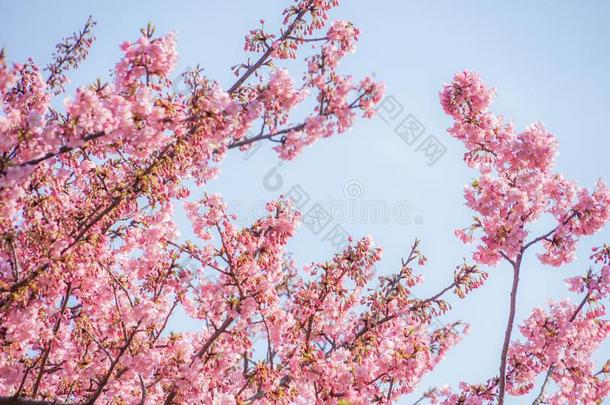 樱花河津关于三井根