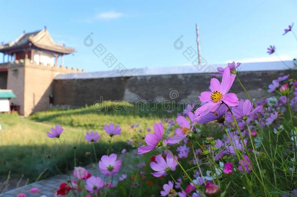 花采用古代蒙古帝国旧都遗迹,蒙古在近处指已提到的人墙