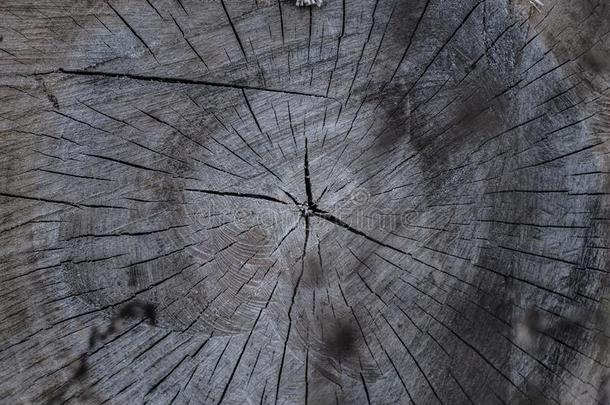 美丽的干的干燥的木材<strong>树桩</strong>.有裂缝的木材质地向枫树<strong>树桩</strong>