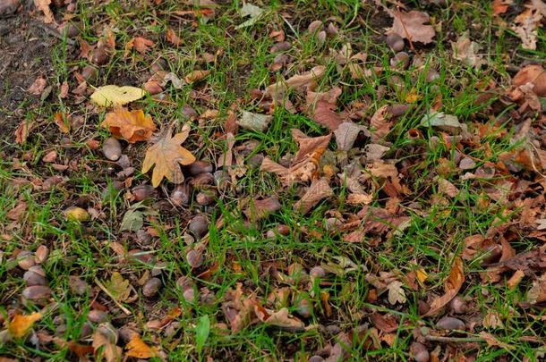 顶看法关于干的干燥的树叶,树枝和橡子向地面采用<strong>秋意</strong>盎然
