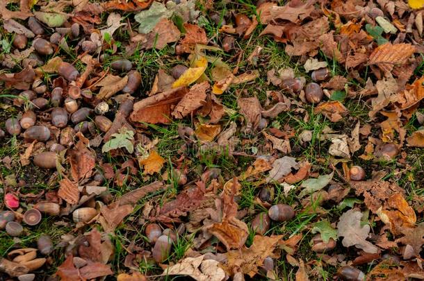 顶看法关于干的干燥的树叶,树枝和橡子向地面采用秋意盎然