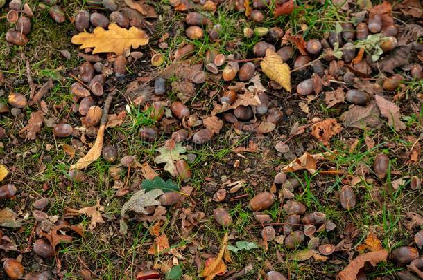 顶看法关于干的干燥的树叶,树枝和橡子向地面采用<strong>秋意</strong>盎然