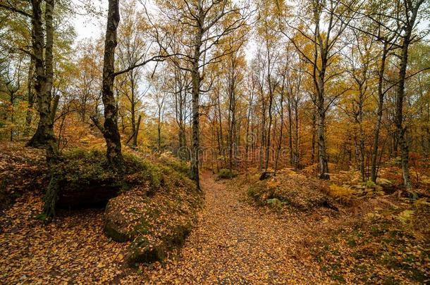 空的路采用富有色彩的秋森林