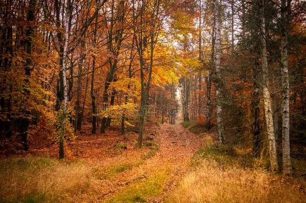 空的路采用富有色彩的秋森林