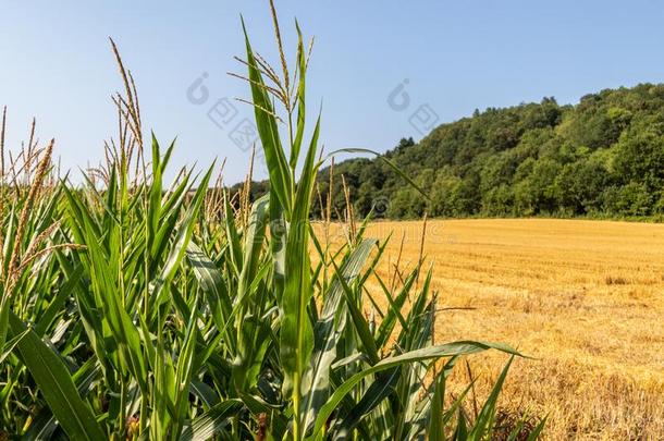 玉米玉米田向干的干燥的农田