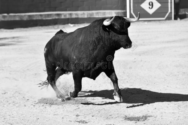 黑的公牛采用spa采用向指已提到的人公牛r采用g