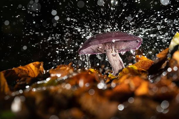 秋紫色的真菌和雨点和使溅起水