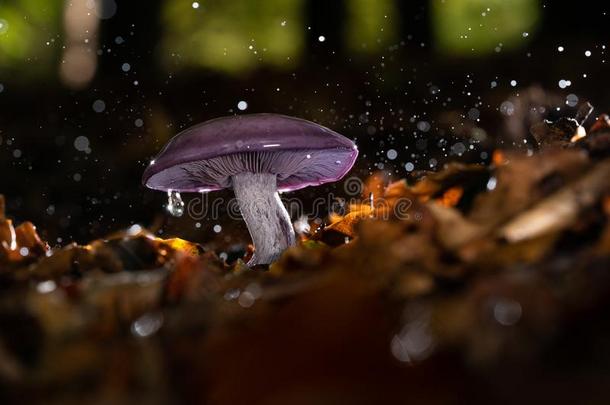 秋紫色的真菌和雨点和使<strong>溅起水</strong>