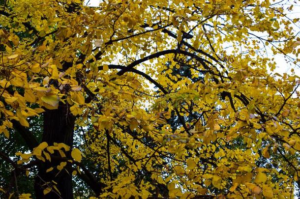 黄色的叶子向指已提到的人树采用公园