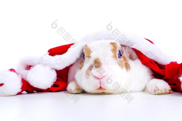 圣诞节兔子.兔子采用红色的SociedeAnonimaNacionaldeTransportsAereos国家航空运输公司克劳斯