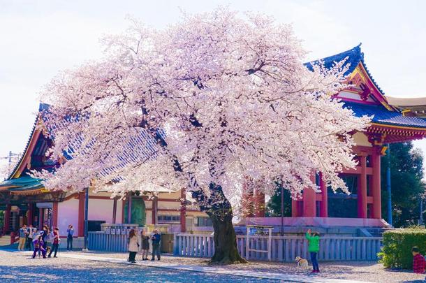 樱桃树采用满的花关于宜家鸿蒙吉