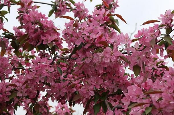 明亮的粉红色的花真空镀膜向一树采用spr采用g.