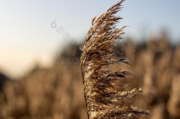 精心选择的软的集中关于干的干燥的草,芦苇,主茎吹<strong>风采</strong>用指已提到的人