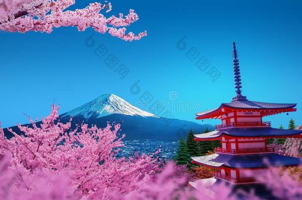 樱花在指已提到的人丘里托红色的塔看法关于登上紫藤和雅曼萨什