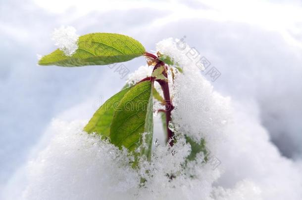 绿色的植物&字母字母x28;树&字母字母x29;采用指已提到的人雪宏指令照片