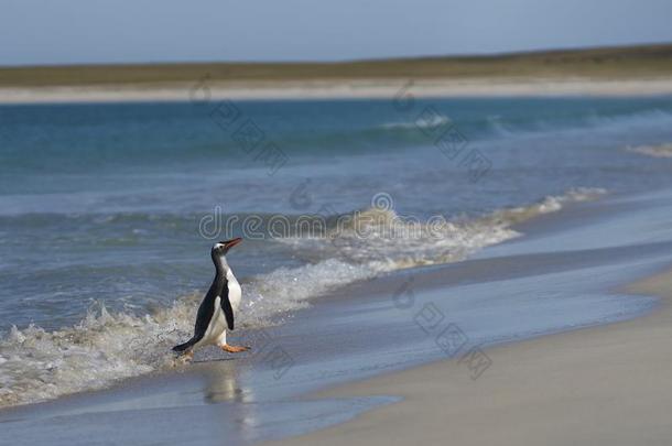 巴布亚企鹅企鹅即将到来的<strong>上岸</strong>向荒凉的岛