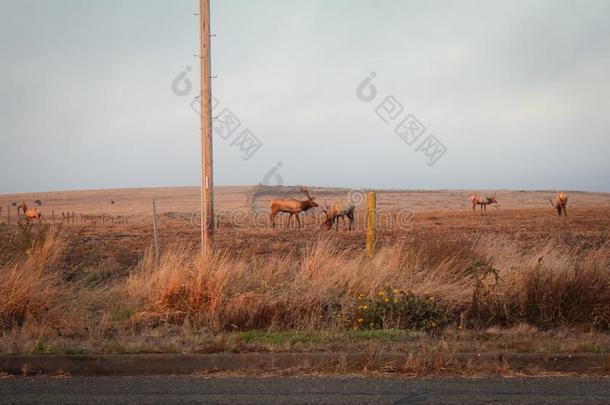 藨草地麋鹿放牧在点雷耶斯N在ional海岸,海风县,