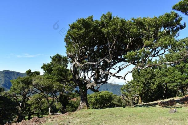 徒步旅行在指已提到的人仙女森林采用法纳尔和古代的桂冠树采用