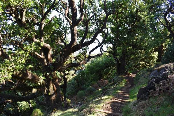 徒步旅行在指已提到的人<strong>仙女</strong>森林采用法纳尔和<strong>古代</strong>的桂冠树采用
