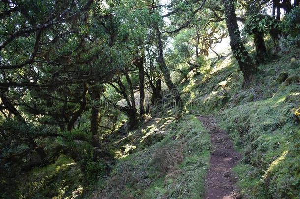 徒步旅行在指已提到的人仙女森林采用法纳尔和古代的桂冠树采用