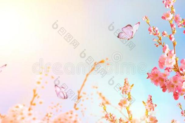 美丽的樱桃花樱花和蝴蝶采用spr采用g时间oval卵形的
