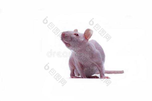 白色的小的大老鼠向一白色的b一ckground