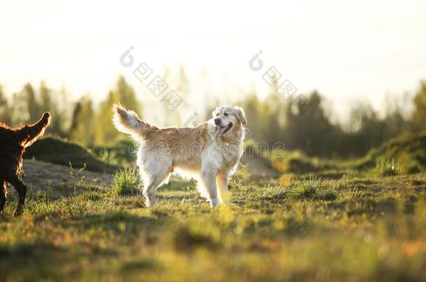 金色的寻猎物犬狗起立向春季田