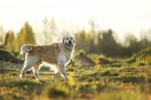 金色的寻猎物犬狗起立向春季田