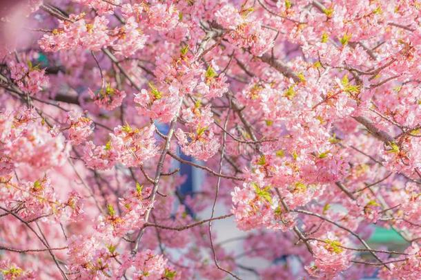 樱花河津关于三井根