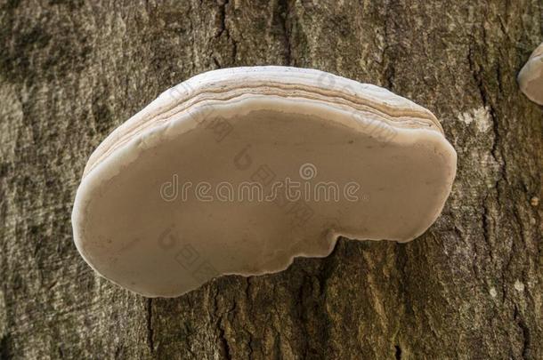 白色的屋顶蘑菇生长的向一树树桩