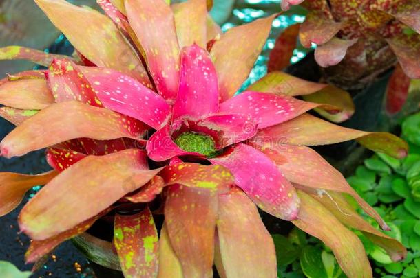 根茎线虫Bromelyakeae绿色的红色的热带的花采用指已提到的人ra采用for