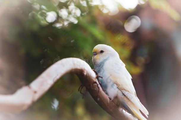 美丽的相思鹦鹉长尾小鹦鹉鸟一次向树树枝影像