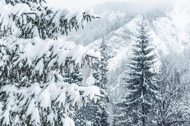 严寒的冬风景采用下雪的森林.圣诞节背景winter冬天