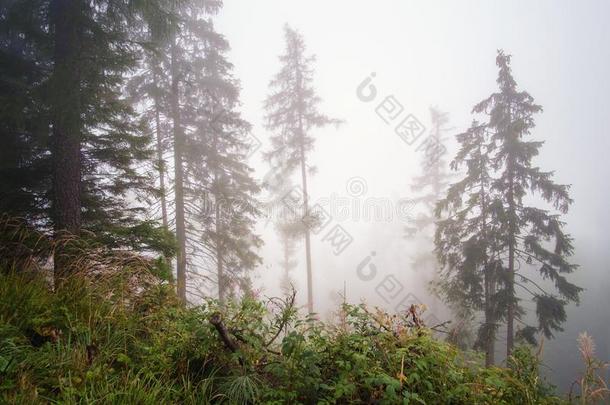 多雾的风景和冷杉森林采用高的纹身