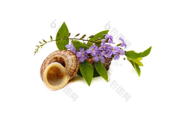小的白色的混合紫罗兰花或假连翘属代表花伊斯拉特.英语字母表的第12个字母