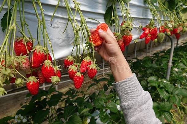红色的草莓植物是存在<strong>精选</strong>的采用指已提到的人花园