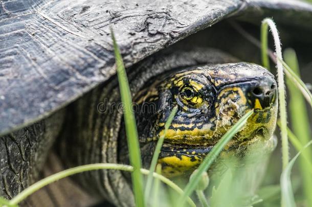 黄色的野生的龟上端步行采用草,宏指令摄影