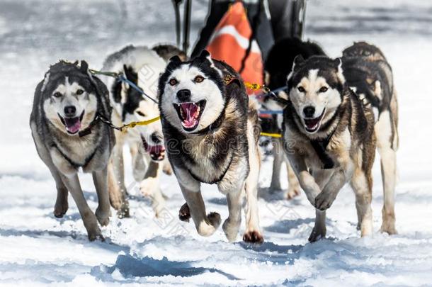 赶狗拉雪橇的人狗队驾驶员和西伯利亚的嗓子哑的在雪冬竞争