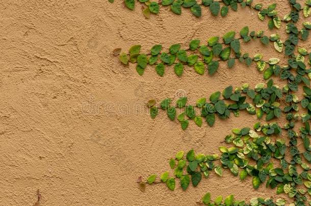 新鲜的年幼的绿色的蔓生植物或<strong>爬行</strong>无花果<strong>室内</strong>植物大家知道的同样地英语字母表的第6个字母